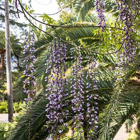 Wisteria flowers with palm leaves in the background in Jardins d'Alfàbia | Travel Photography by Kelsey van den Bosch