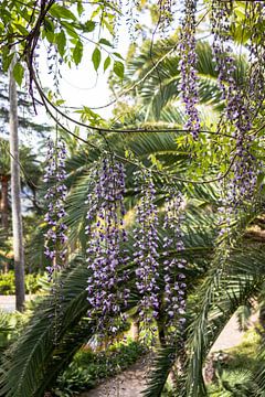 Wisteria flowers with palm leaves in the background in Jardins d'Alfàbia | Travel Photography by Kelsey van den Bosch