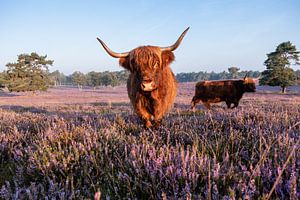 Schottische Highlander auf der purpurnen Heide