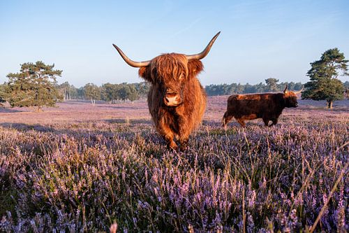 Schotse Hooglanders op de paarse heide