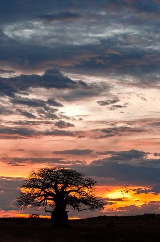 Boabab boom tijdens zonsondergang 2