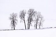 Silhouette of trees on a snowy plain by Adelheid Smitt thumbnail