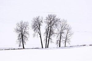 Silhouette von Bäumen auf einer verschneiten Ebene