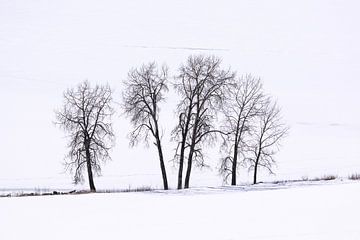 Silhouette von Bäumen auf einer verschneiten Ebene von Adelheid Smitt