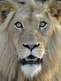 Leeuw Zuid-Afrika Close-up von Globe Trotter