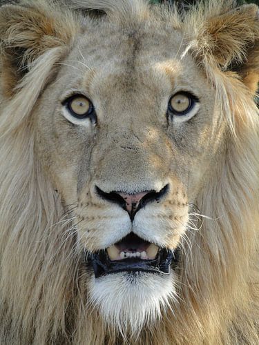 Leeuw Zuid-Afrika Close-up