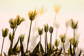 tulips van anouk smit