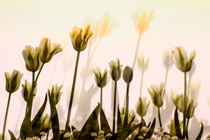 tulips by anouk smit