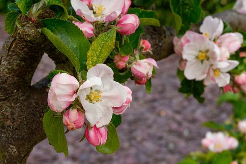Close up witroze appelbloesem