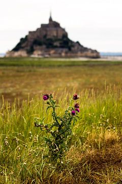The lonely Thistle by Amadeo Truzzu