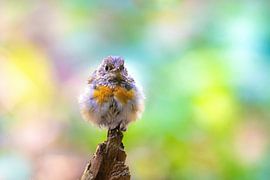 Disco- Rotkehlchen von Ronny De Groote