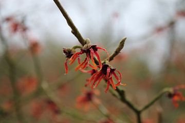Red witch hazel / hamamelis by Geert Naessens