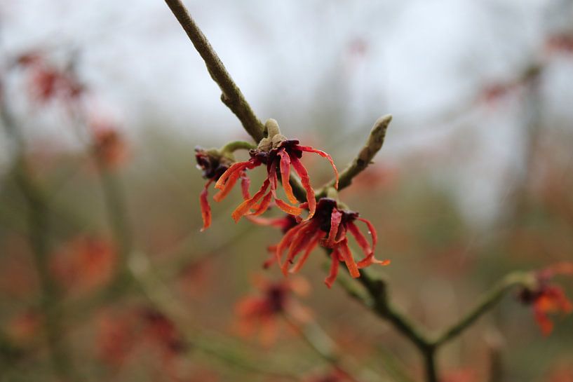 Rode toverhazelaar / hamamelis van Geert Naessens