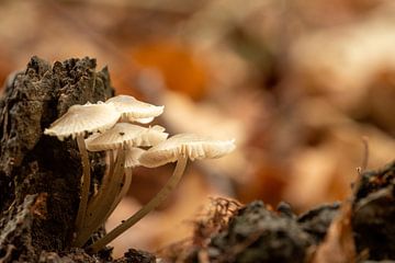 Scènes d'automne 2019 sur Hans Lunenburg