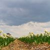 Champ de jonquilles près du Keukenhof  sur Leanne lovink