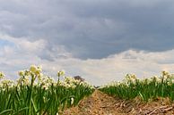 daffodil field near Keukenhof by Leanne lovink thumbnail