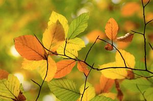 Autumn leaves van Birgitte Bergman