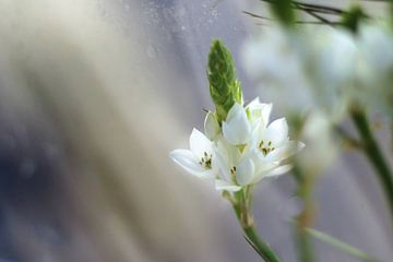 Winter bloemen van Marianna Pobedimova