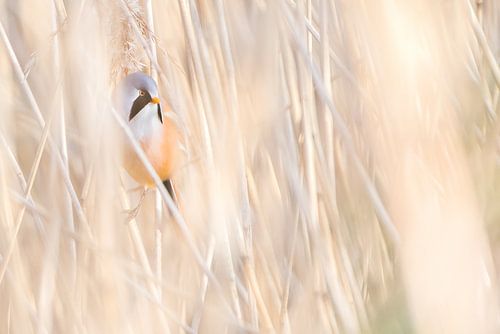 Baardmannetje verstopt tussen het hoge riet