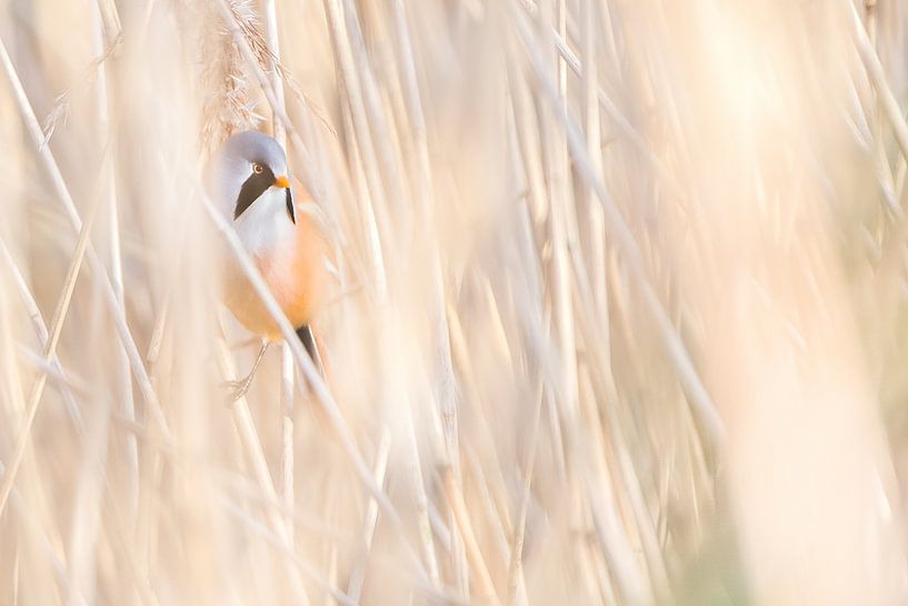 Bearded reedling hiding among the tall reeds by Danny Slijfer Natuurfotografie