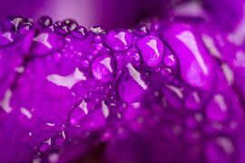 Diamants de la nature - gouttes de pluie sur une fleur violette sur Studio Zwartlicht