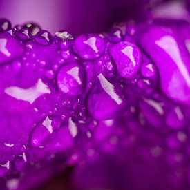 Diamants de la nature - gouttes de pluie sur une fleur violette sur Studio Zwartlicht