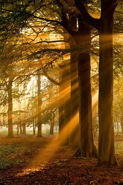 Zonneharpen in beukenbos van Sam Mannaerts