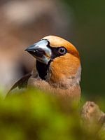portret appelvink (mannetje)