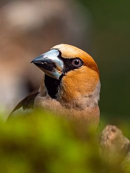 Portrait Pinson des pommes (homme)