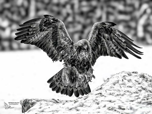 Steenarend zwart wit collectie van Patrick Haleyt Photography
