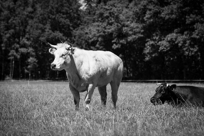 Koeien in de wei van André Dorst