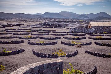 Agriculture in Lanzarote by t.ART