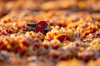 Pheasant in the tulips