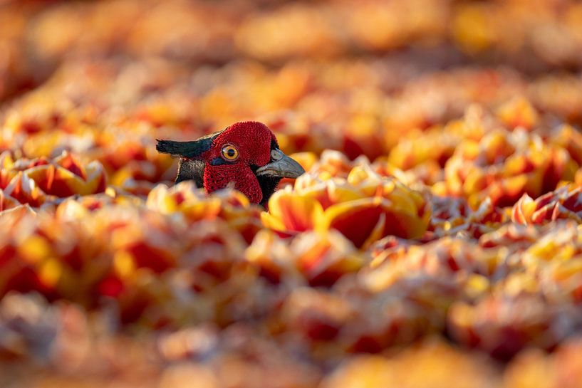 Pheasant in the tulips by Jasper Kok