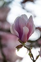 Magnolia
