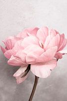 Peony