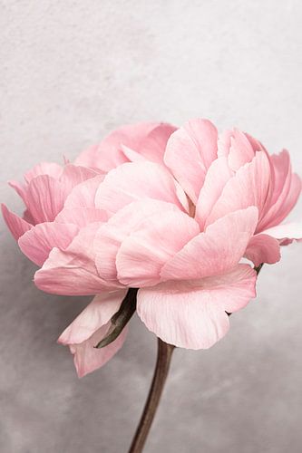 Peony