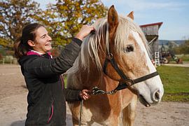 Preparation of the horse before training