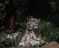 Beautiful white tiger