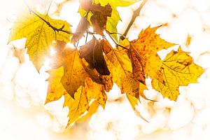 Esdoornbladeren in herfst tegenlicht met felle zon van Dieter Walther