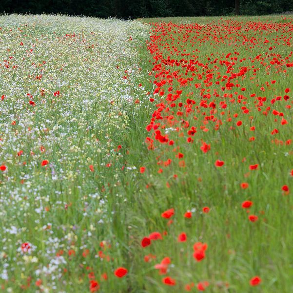 mohn von Jeannette Kliebisch