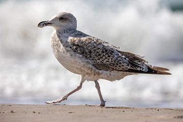 Fischland-Darß-Zingst: meeuw op het strand van t.ART