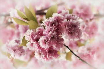 Dreamy Cherry Blossom by marlika art