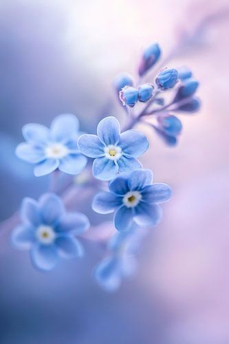 Vergeet-me-niet bloemen