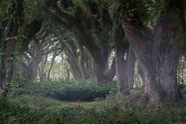 The Djawatan forest in East Java by Anges van der Logt