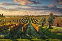 Bolgheri wijngaarden en olijfbomen bij zonsondergang. Toscane