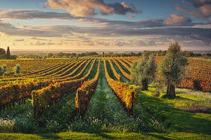 Bolgheri wijngaarden en olijfbomen bij zonsondergang. Toscane van Stefano Orazzini
