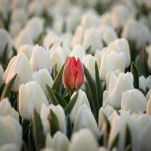 A red tulip amongst white tulips in the soft morning light