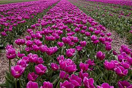 Tulpenfeld in den Niederlanden von DroomGans