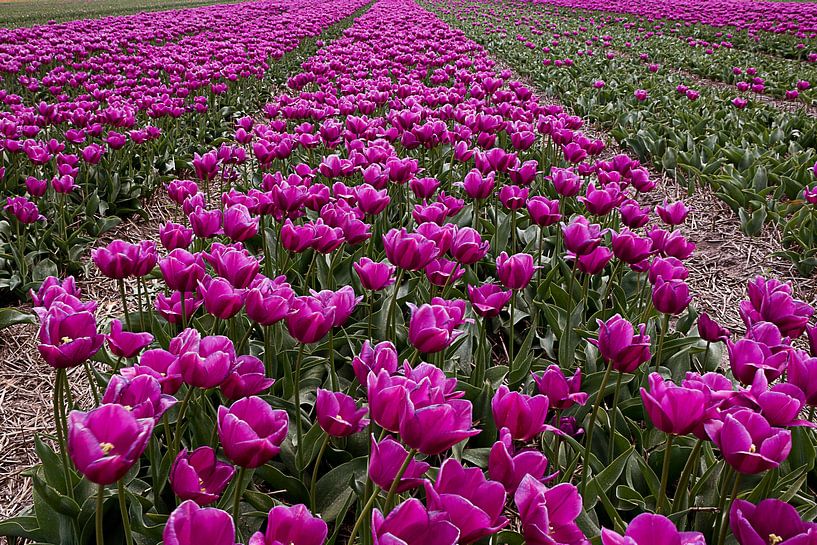 Tulpenfeld in den Niederlanden von DroomGans